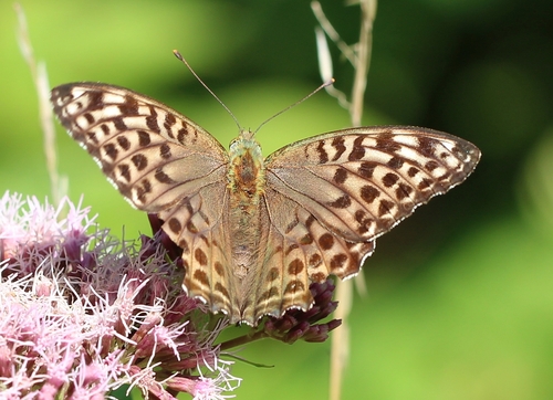 Silver-washed fritillary