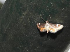 Strepsinoma croesusalis