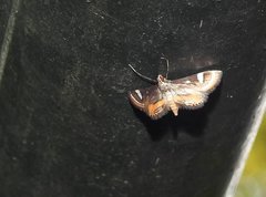 Strepsinoma croesusalis
