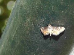 Strepsinoma croesusalis