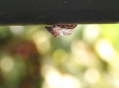 Strepsinoma croesusalis