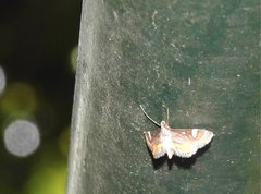 Strepsinoma croesusalis