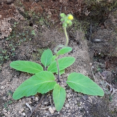 Calceolariaceae