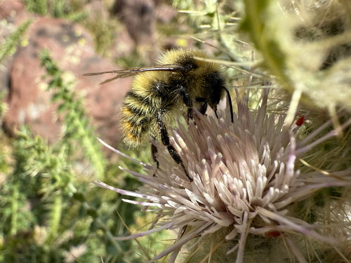 Golden-belted Bumble Bee photographed in Utah