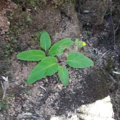 Calceolariaceae
