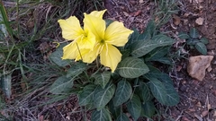 Oenothera brachycarpa