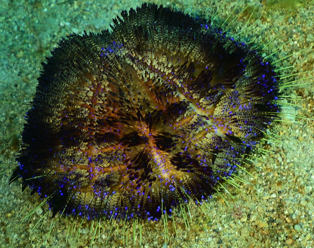 Fire Urchin