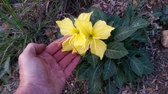 Oenothera brachycarpa