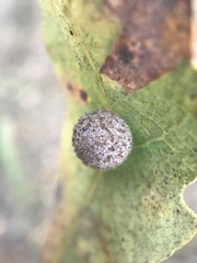 Cynips multipunctata