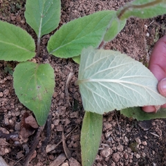 Calceolariaceae