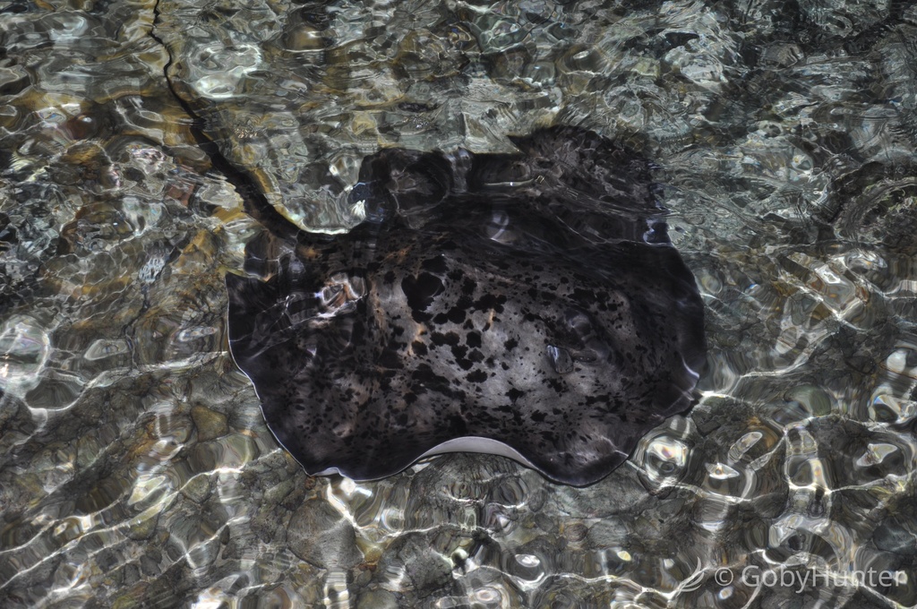 Round ribbontail ray in shallow water in the Maldives
