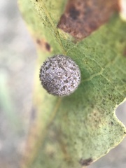 Cynips multipunctata