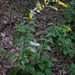 Solidago Sect. Argutae - Photo (c) mhough, some rights reserved (CC BY-NC), uploaded by mhough