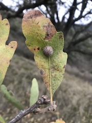 Cynips multipunctata