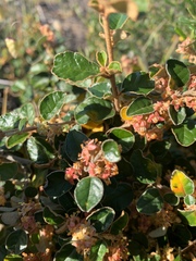 Pomaderris paniculosa