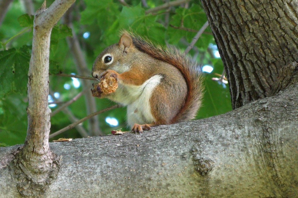 American Red Squirrel (Mammals of Alabama) · iNaturalist