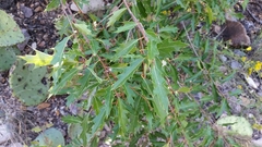 Quercus graciliformis