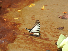 Neographium agesilaus