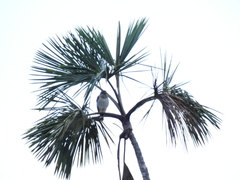 Mauritiella