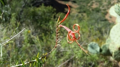 Anisacanthus linearis