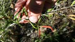 Anisacanthus linearis