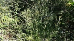 Anisacanthus linearis
