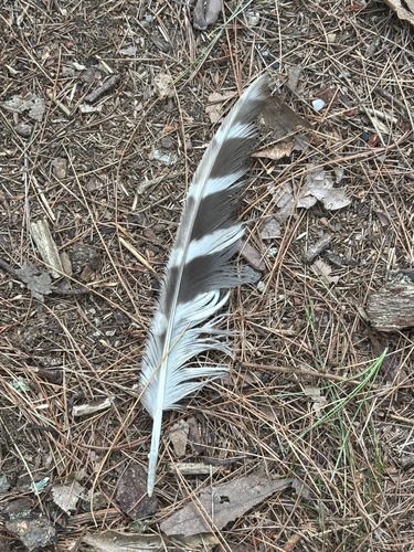 View observation of {o.common_name} on iNaturalist