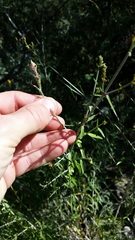 Anisacanthus linearis