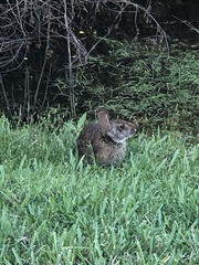 Sylvilagus palustris