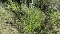 Anisacanthus linearis