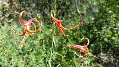 Anisacanthus linearis