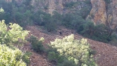 Ursus americanus eremicus