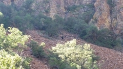 Ursus americanus eremicus