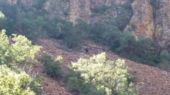 Ursus americanus eremicus