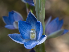 Thelymitra aristata