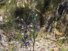 Thelymitra aristata