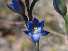 Thelymitra aristata