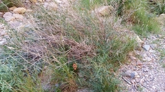 Anisacanthus linearis