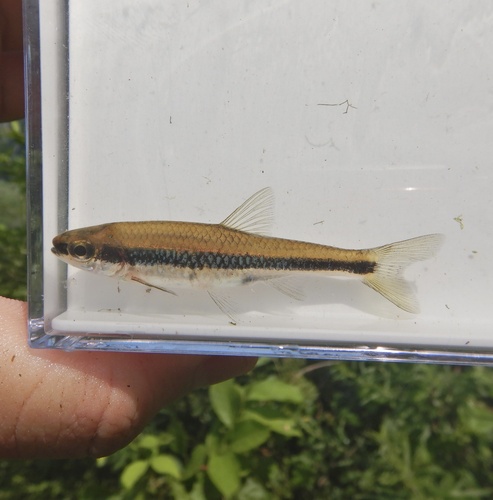 Ironcolor shiner (Notropis chalybaeus) — Cyprinidae — 4