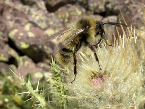 Golden-belted Bumble Bee photo 5