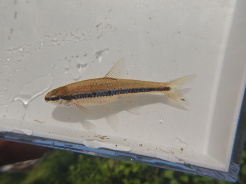 Notropis bifrenatus (Cope, 1867)