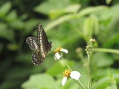 Catasticta flisa flisa