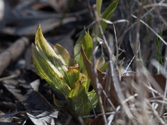 Pterostylis unicornis