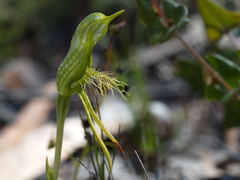 Pterostylis unicornis
