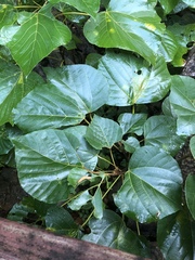 Pingasa ruginaria pacifica