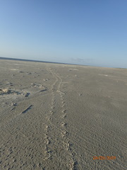 Malaclemys terrapin centrata