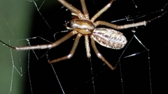 Linyphia triangularis