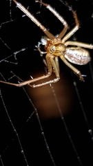 Linyphia triangularis