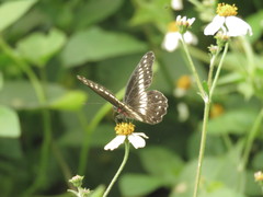 Catasticta flisa flisa