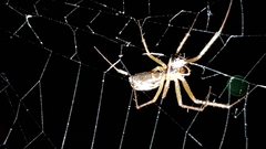 Linyphia triangularis